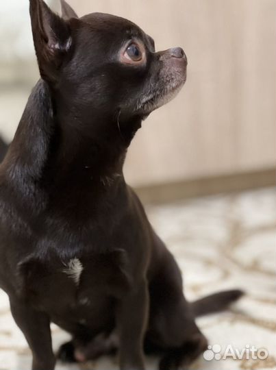 Вязка чихуахуа