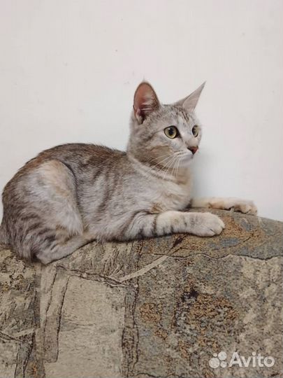 Кошка в дар бесплатно