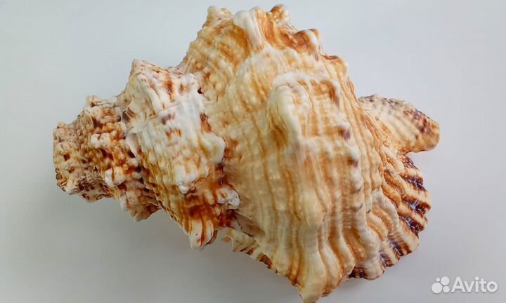 Поющая морская ракушка 04 Горн 18 см