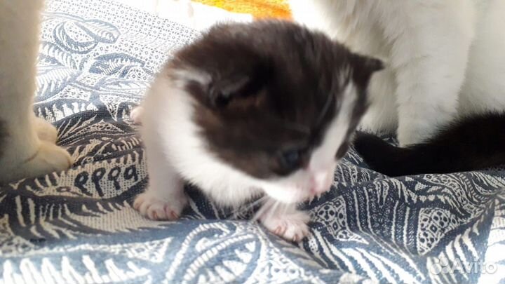 Отдаем котенка (девочку)