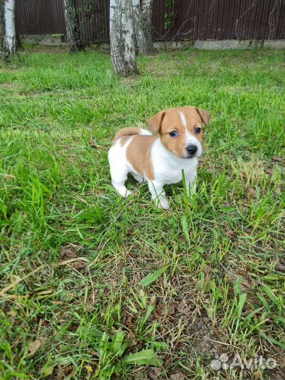 Щенки джек Рассел терьер