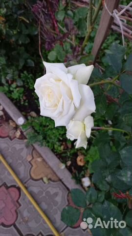 Саженцы цветов