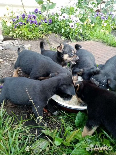Щенки бесплатно