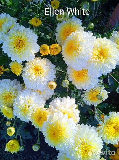 Хризантемы корейские