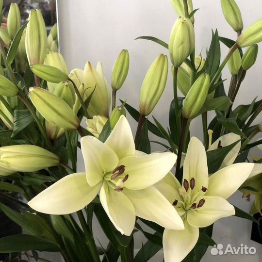 Букет из лилий