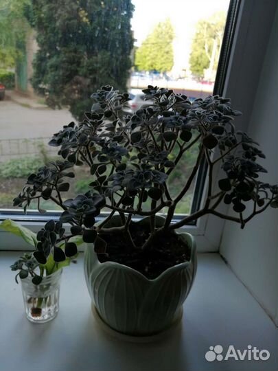 Дерево любви