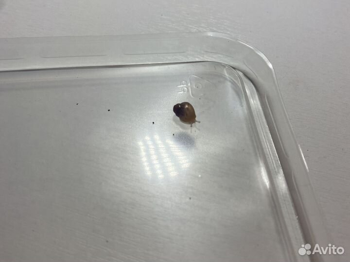 Улитки ахатины