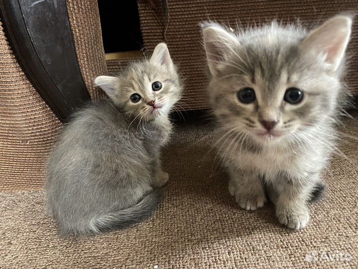 Котенок в дар бесплатно