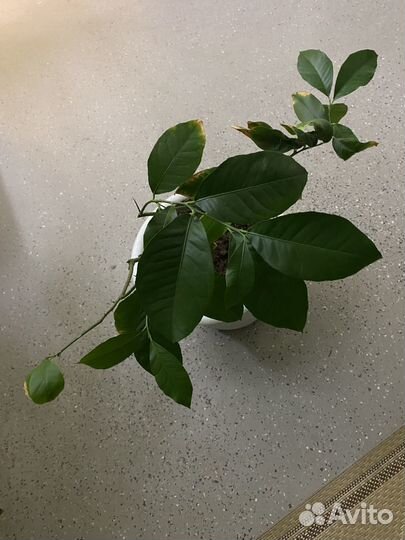 Лимон сорт Пандероза. Отправка почтой