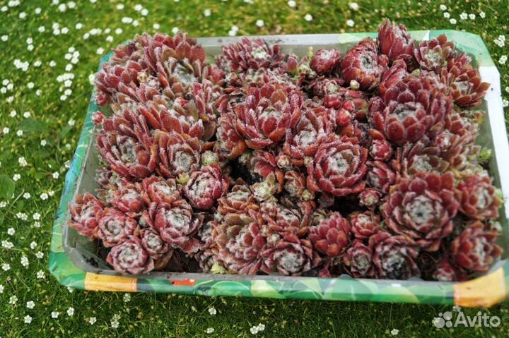 Молодило, каменая роза, коробкой