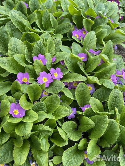 Цветы для сада