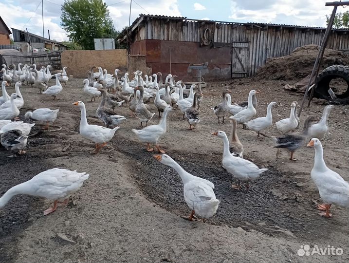 Сельхоз животные