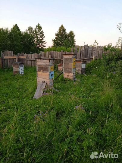 Мед цветочный 2023г