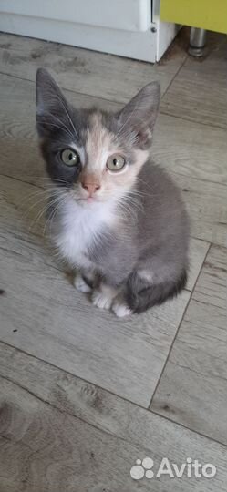 Кошка Котенок