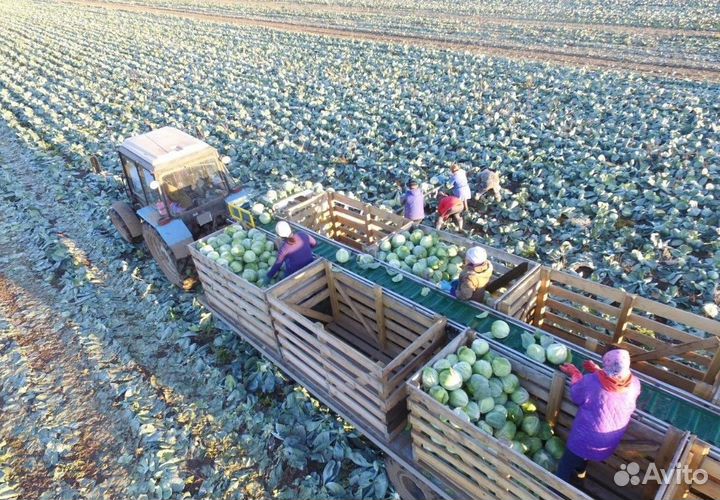 Подборщик Asa Lift SL-122E, 2023