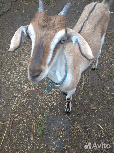 Коза нубийская