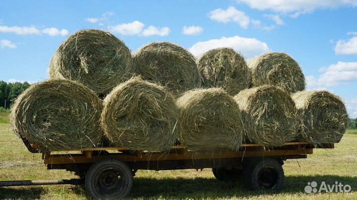 Сено 2023 года