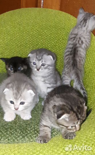 Шотландские котята