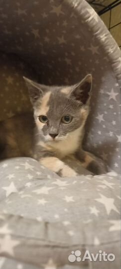 Котенок девочка в добрые руки