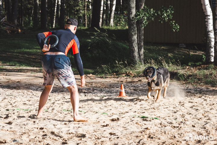 Передержка собак любых размеров и пород