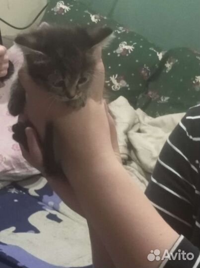 Кошка в дар