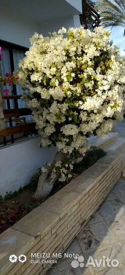 Табибуя расписание Египетские