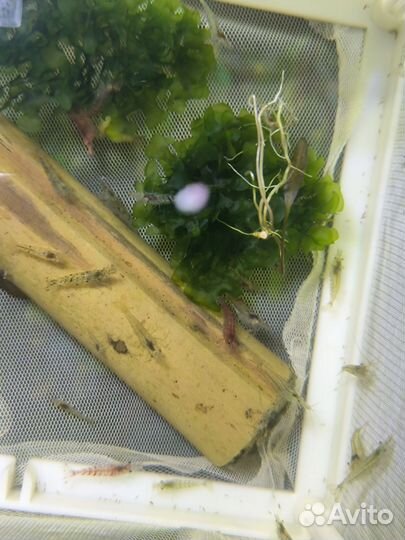 Аквариумные креветки, рыбки, растения