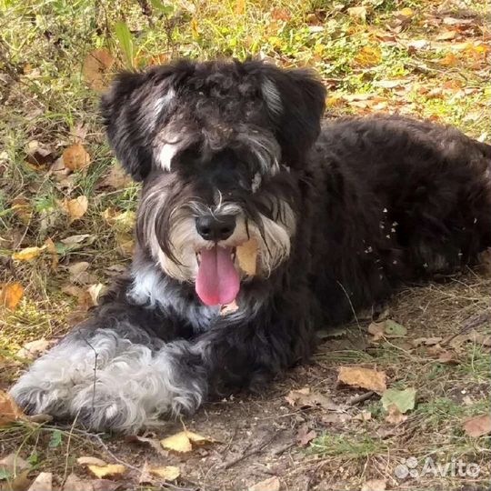 Передержка животных