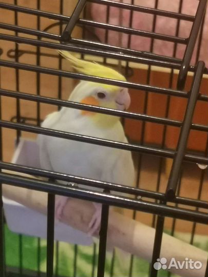 Клетка для попугая корелла