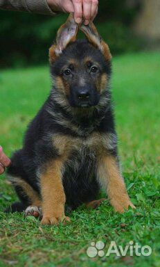 Щенки хасок,лаек,овчарок,маламутов