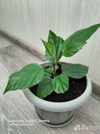 Гибискус махровый красный