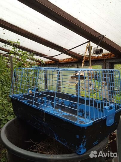 Клетка для грызунов бу