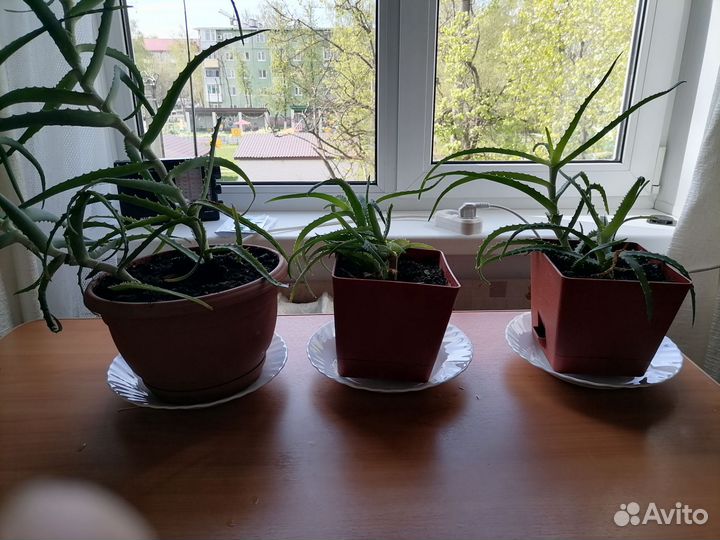 Алоэ столетник