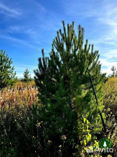 Сосна 3,05 м