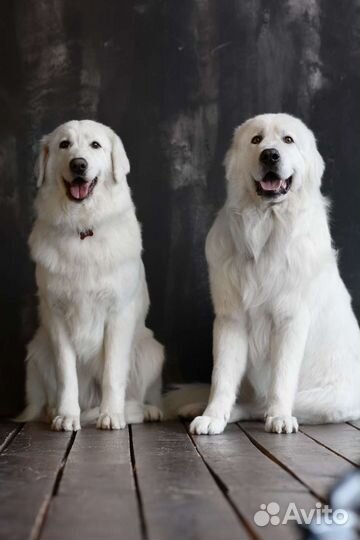 Щенки Мареммо-абруцкой овчарки (Маремма)