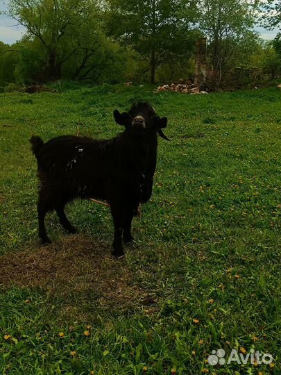 Нубийский козел