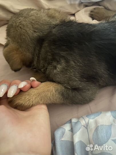 Маленькая собачка бесплатно