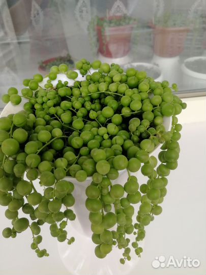 Комнатный цветок 