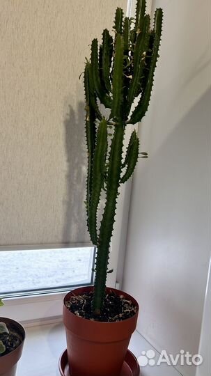 Комнатные растения цветы