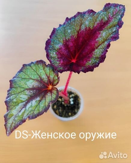 Бегонии DS, часть 1