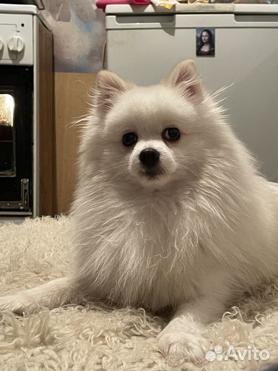 Белый Шпиц на вязку