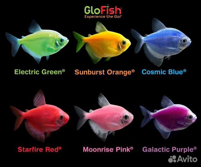 Тернеция Гло Фиш