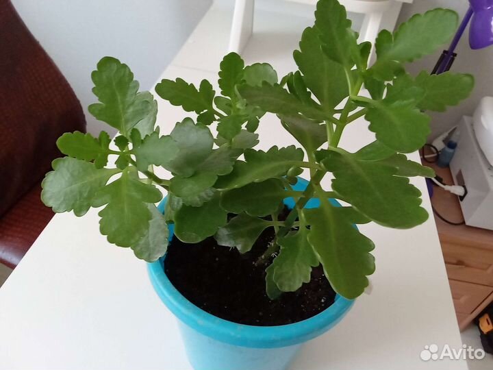 Каланхоэ цветущий