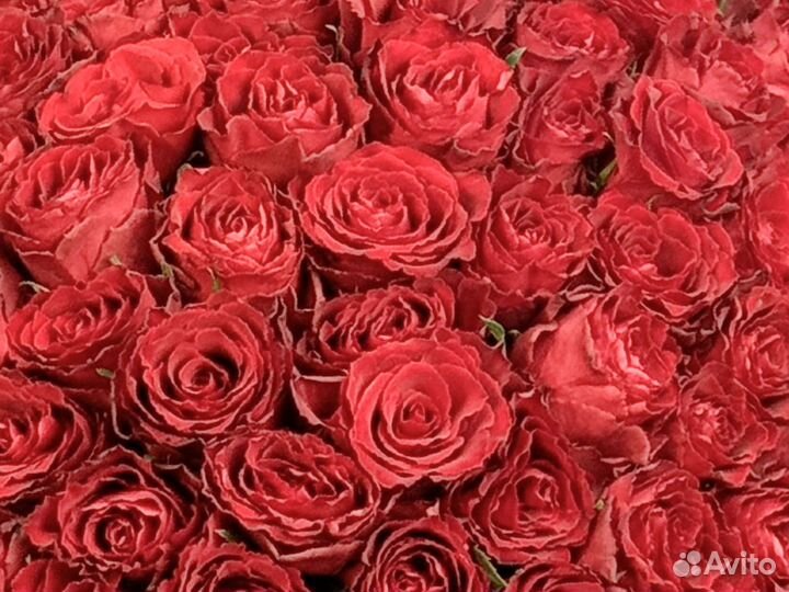 Предзаказ роз для любимых на 14 февраля