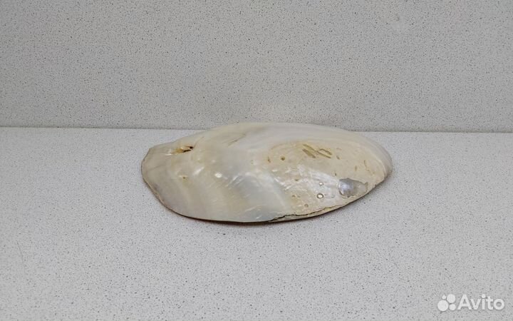 Жемчужница Куминга 16,3 морская ракушка ракоовина