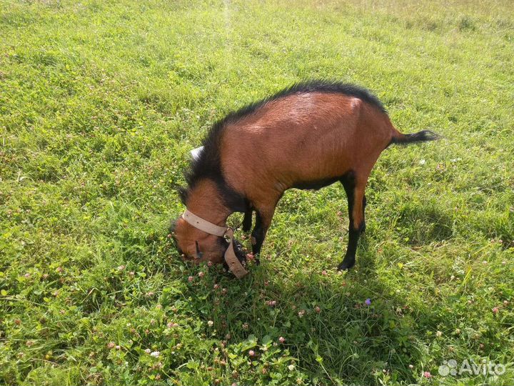 Чешский козел