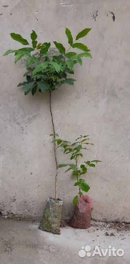 Грецкий орех