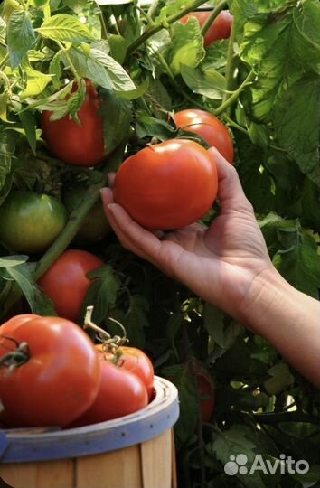 Яблоки, Томатный сок, Огурцы, Помидоры