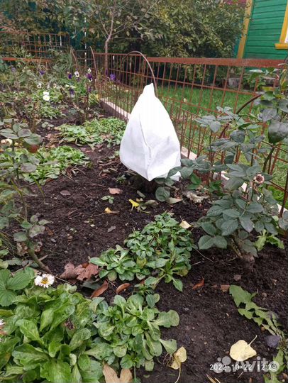 Одежда для растений