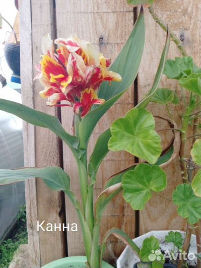 Комнатные цветы